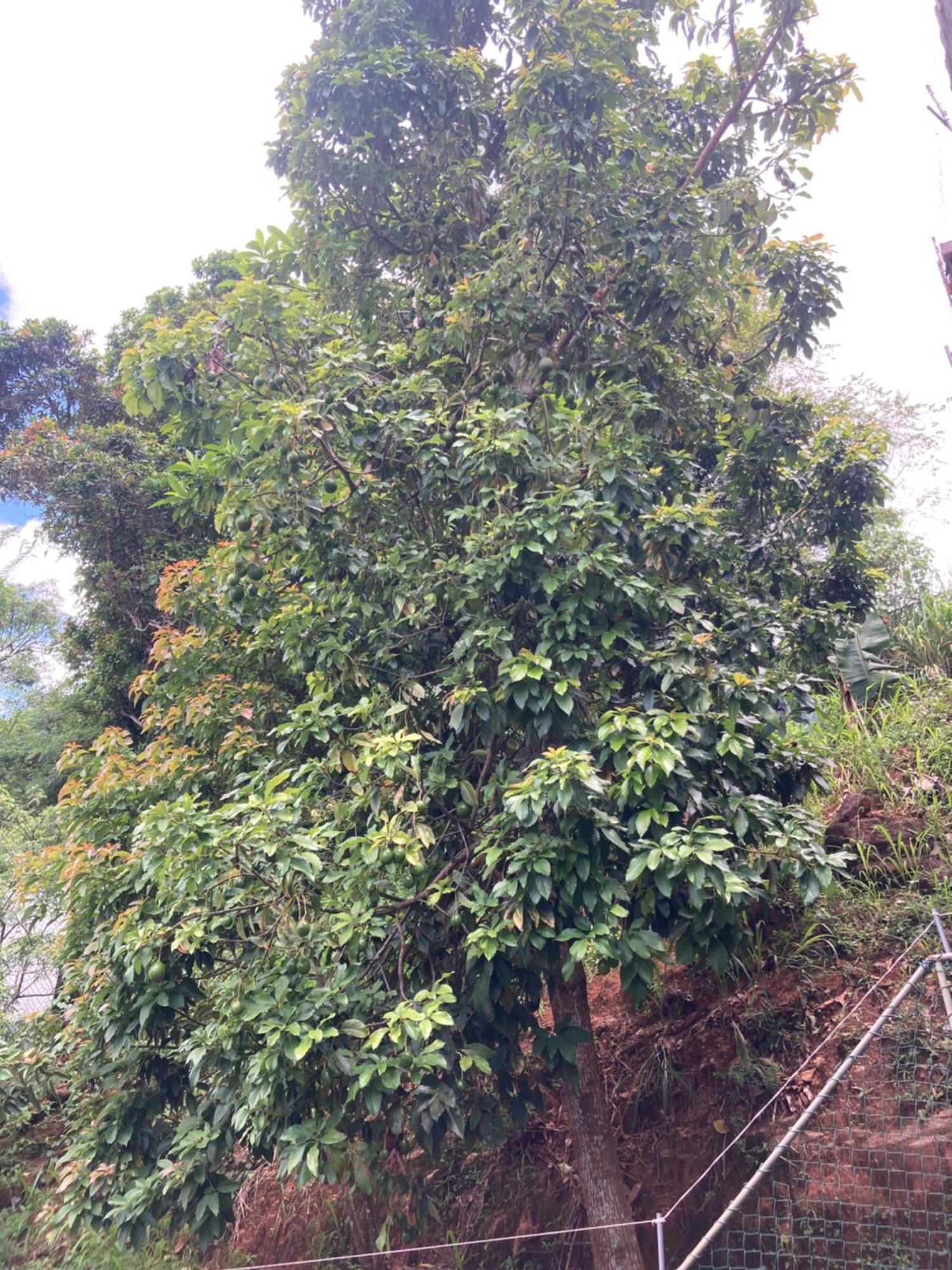 Reverie Hill Bungalow, Kandy Exteriör bild